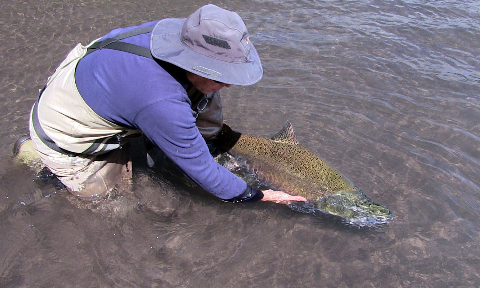 The fishing guide releases a healthy king salmon to hopefully reproduce thousands more of its kind.